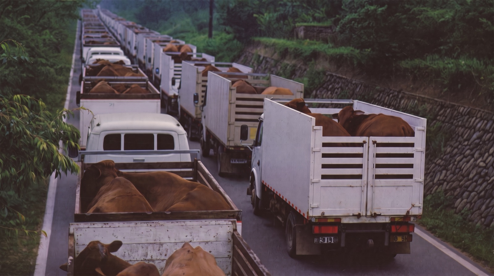 소를 실은 흰 트럭 행렬이 돌축대를 낀 시골 도로를 따라 늘어선 모습을 담은 연출 이미지